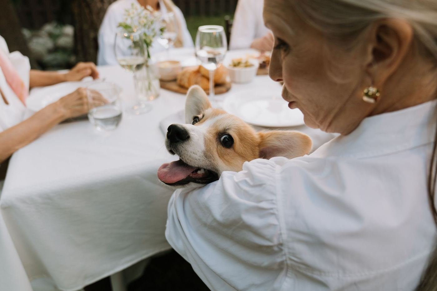 A corgi waiting at a set lunch table